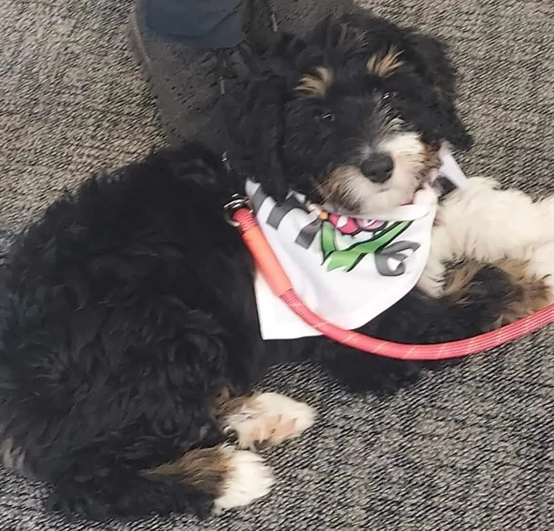 Nora Puppy From Brand North